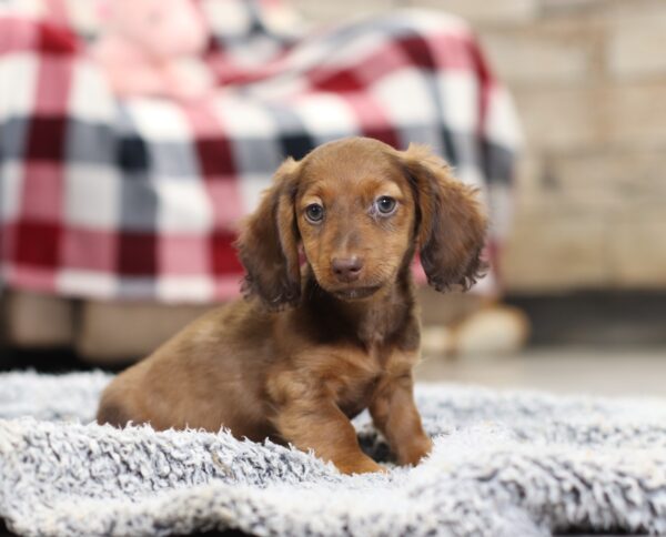 2846bb-Harley-dachshund-puppy-The-Puppy-Lodge-scaled.jpg