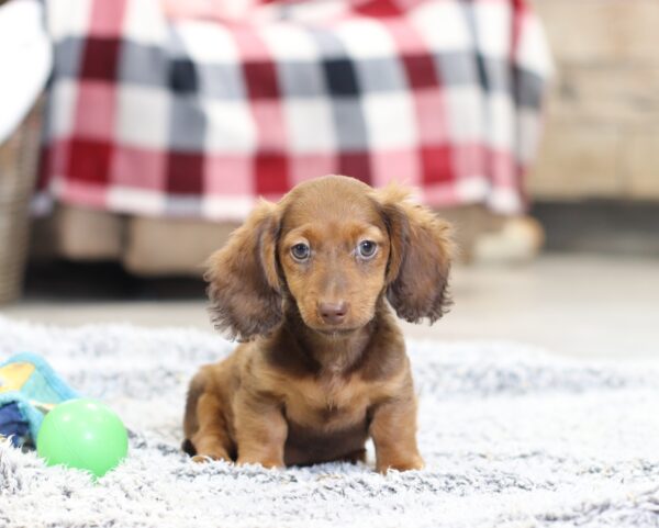 2846bbb Harley-dachshund puppy -The Puppy Lodge.JPG