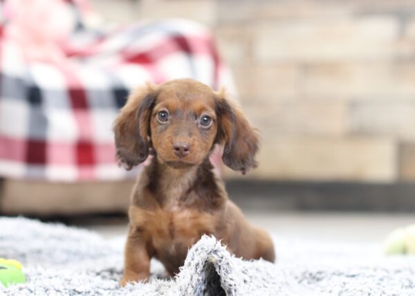2847b-Hunter-dachshund-puppy-The-Puppy-Lodge-scaled.jpg