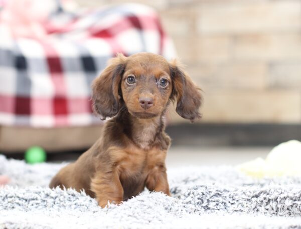 2847bb-Hunter-dachshund-puppy-The-Puppy-Lodge-scaled.jpg
