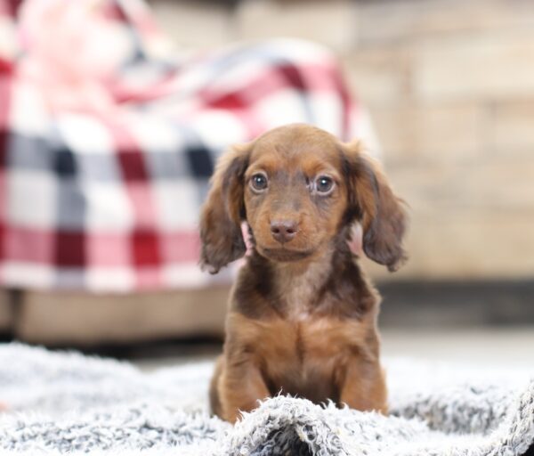 2847bbb Hunter-dachshund puppy -The Puppy Lodge.JPG