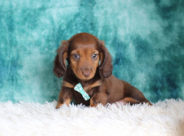 2848a-Hank-dachshund-puppy-The-Puppy-Lodge-scaled.jpg