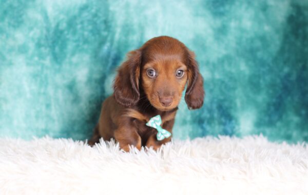 2848aa-Hank-dachshund-puppy-The-Puppy-Lodge-scaled.jpg