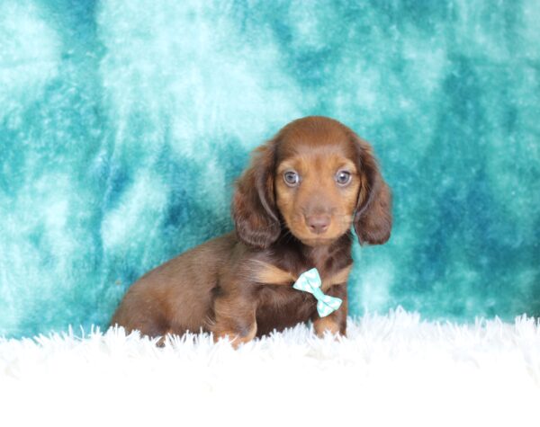 2848aaa Hank-dachshund puppy -The Puppy Lodge.JPG