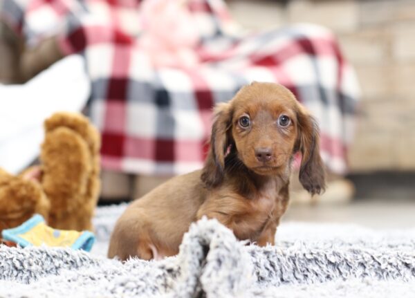 2849b-Hayden-dachshund-puppy-The-Puppy-Lodge-scaled.jpg