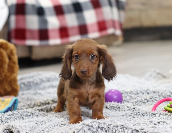 2849bb-Hayden-dachshund-puppy-The-Puppy-Lodge-scaled.jpg
