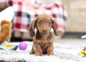 2851bbbb Homer-dachshund puppy -The Puppy Lodge.JPG