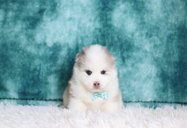 5531b-Duke-pomsky-puppy-The-Puppy-Lodge-scaled.jpg