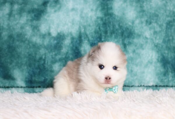 5531bbb Duke-pomsky puppy-The Puppy Lodge.JPG
