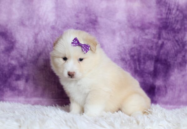 5532b-Delilah-pomsky-puppy-The-Puppy-Lodge-scaled.jpg