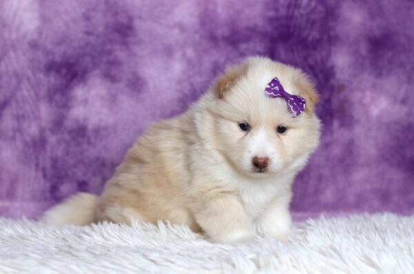 5532bb-Delilah-pomsky-puppy-The-Puppy-Lodge-scaled.jpg