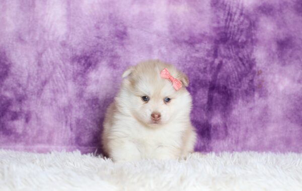 5533b-Daisy-pomsky-puppy-The-Puppy-Lodge-scaled.jpg