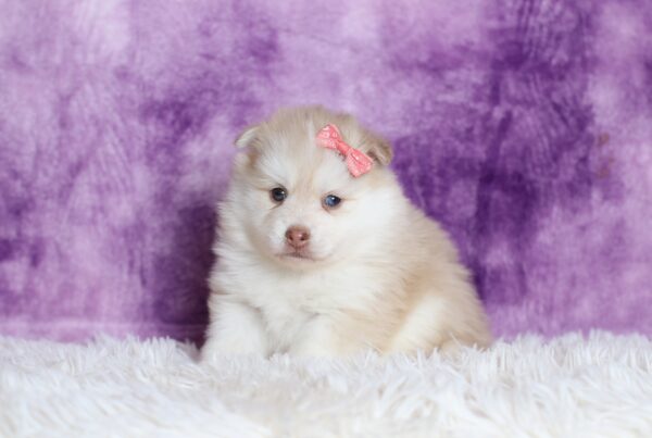 5533bbb-Daisy-pomsky-puppy-The-Puppy-Lodge-scaled.jpg