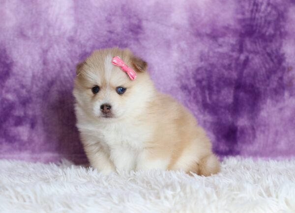 5534b-Darcy-pomsky-puppy-The-Puppy-Lodge-scaled.jpg