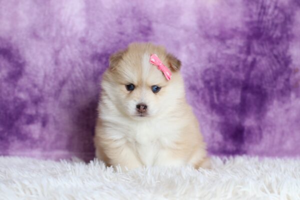 5534bb-Darcy-pomsky-puppy-The-Puppy-Lodge-scaled.jpg