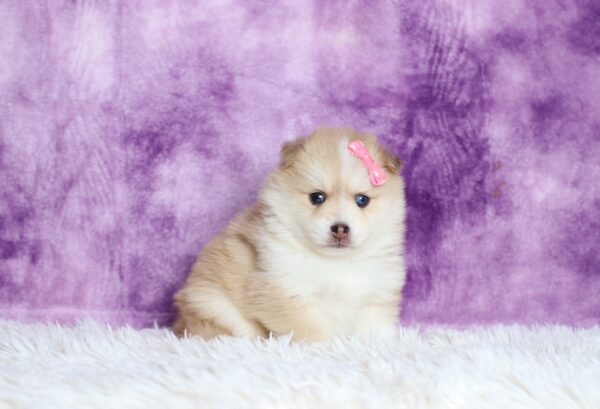 5534bbb Darcy-pomsky puppy-The Puppy Lodge.JPG