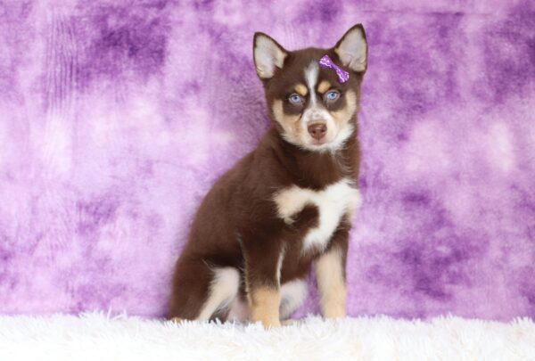 5599c-Jemima-pomsky-puppy-The-Puppy-Lodge-scaled.jpg