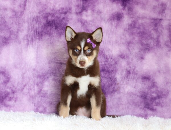 5599cc-Jemima-pomsky-puppy-The-Puppy-Lodge-scaled.jpg