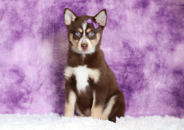 5599ccc-Jemima-pomsky-puppy-The-Puppy-Lodge-scaled.jpg