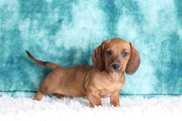 6210c-Delon-Dachshund-puppy-The-Puppy-Lodge-scaled.jpg
