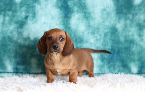 6210cc-Delon-Dachshund-puppy-The-Puppy-Lodge-scaled.jpg