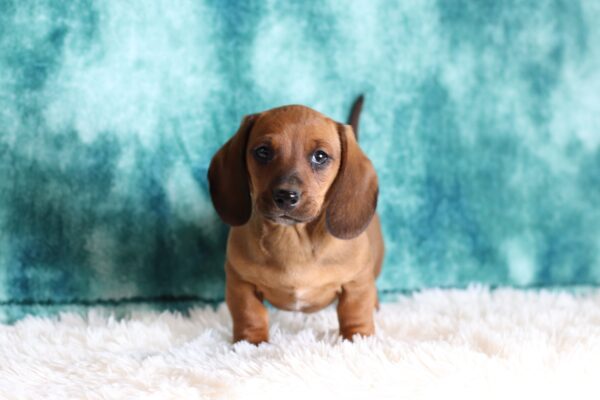 6210ccc Delon-Dachshund puppy -The Puppy Lodge.JPG