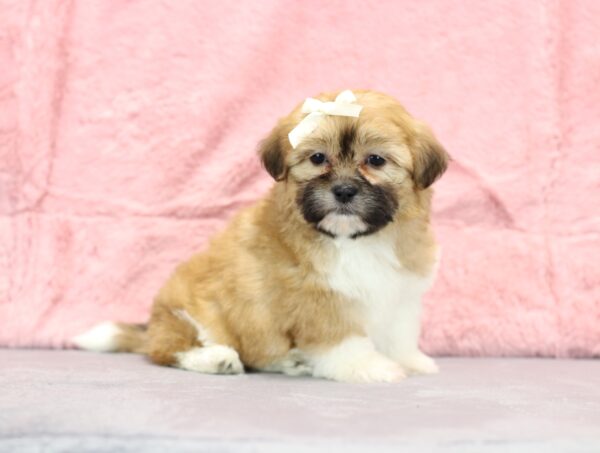 8645e-Rachelle-Teddy-Bear-Puppy-The-Puppy-Lodge-scaled.jpg