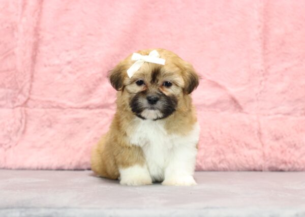 8645ee-Rachelle-Teddy-Bear-Puppy-The-Puppy-Lodge-scaled.jpg