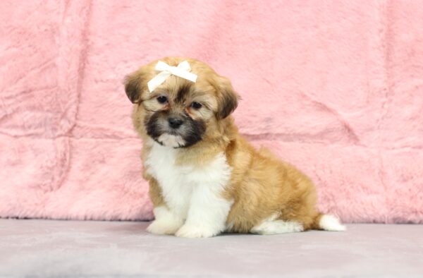 8645eee Rachelle Teddy Bear Puppy -The Puppy Lodge.JPG