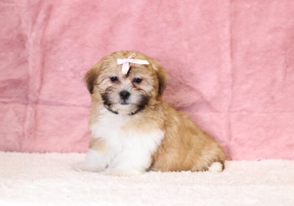 8645fRachelle-Teddy-Bear-Puppy-The-Puppy-Lodge-scaled.jpg