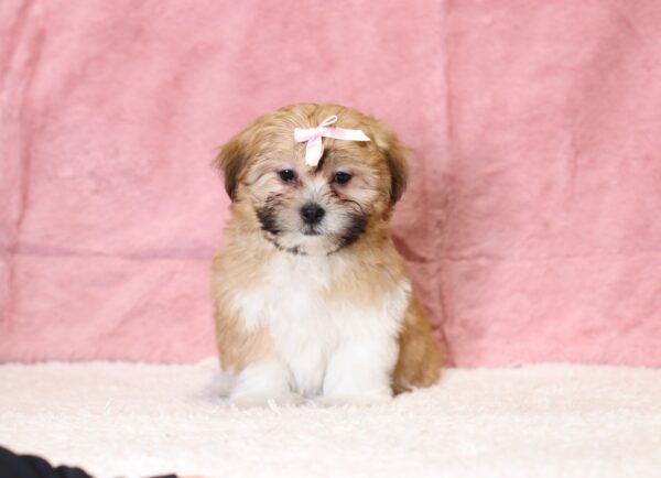 8645ffRachelle-Teddy-Bear-Puppy-The-Puppy-Lodge-scaled.jpg