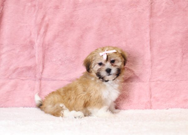 8645fffRachelle-Teddy-Bear-Puppy-The-Puppy-Lodge-scaled.jpg