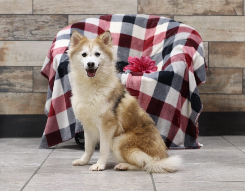Dorcas pomsky female