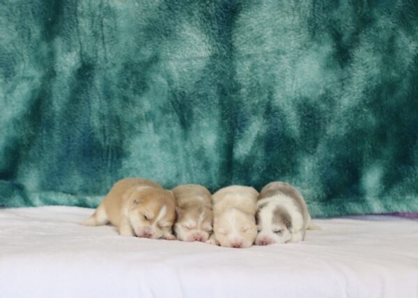 Dorcas-litter-pomsky-scaled.jpg