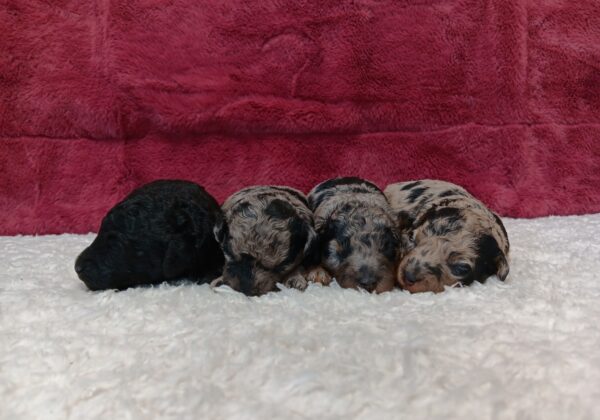 Lexis Litter