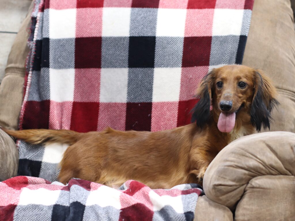 Little Debbie-dachshund