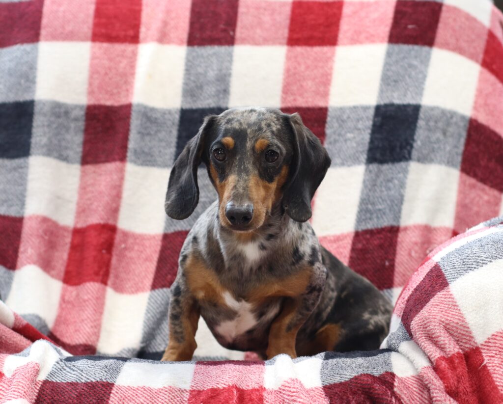 Clover Meadow Milo-dachshund