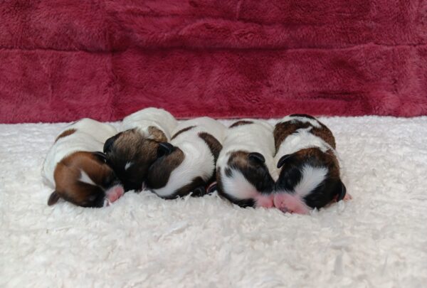 Sailing Anne's litter