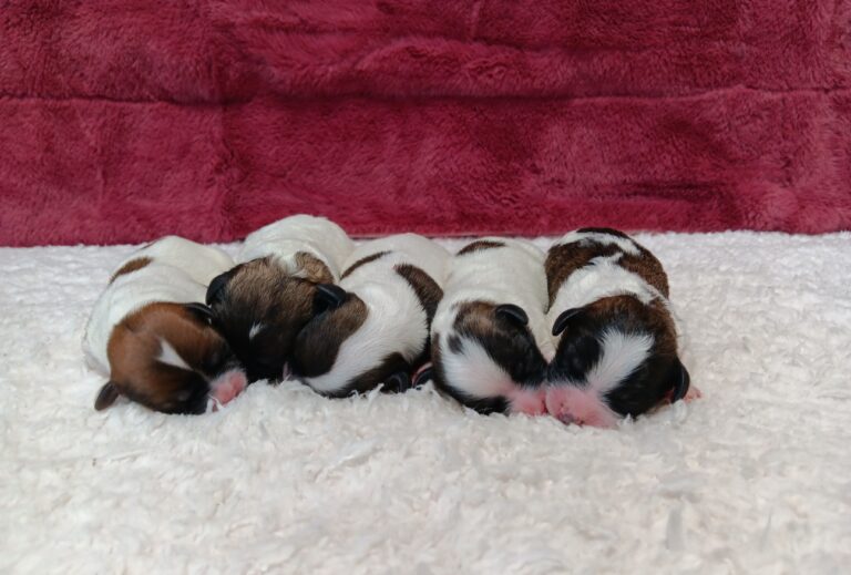 Sailing Anne's litter