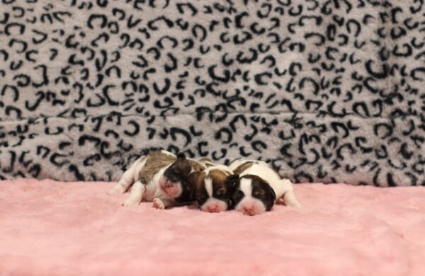 Shanon's Litter