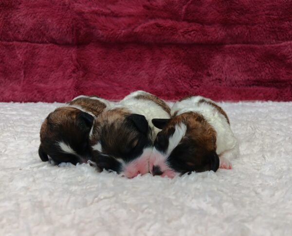 Sunny Princess Litter