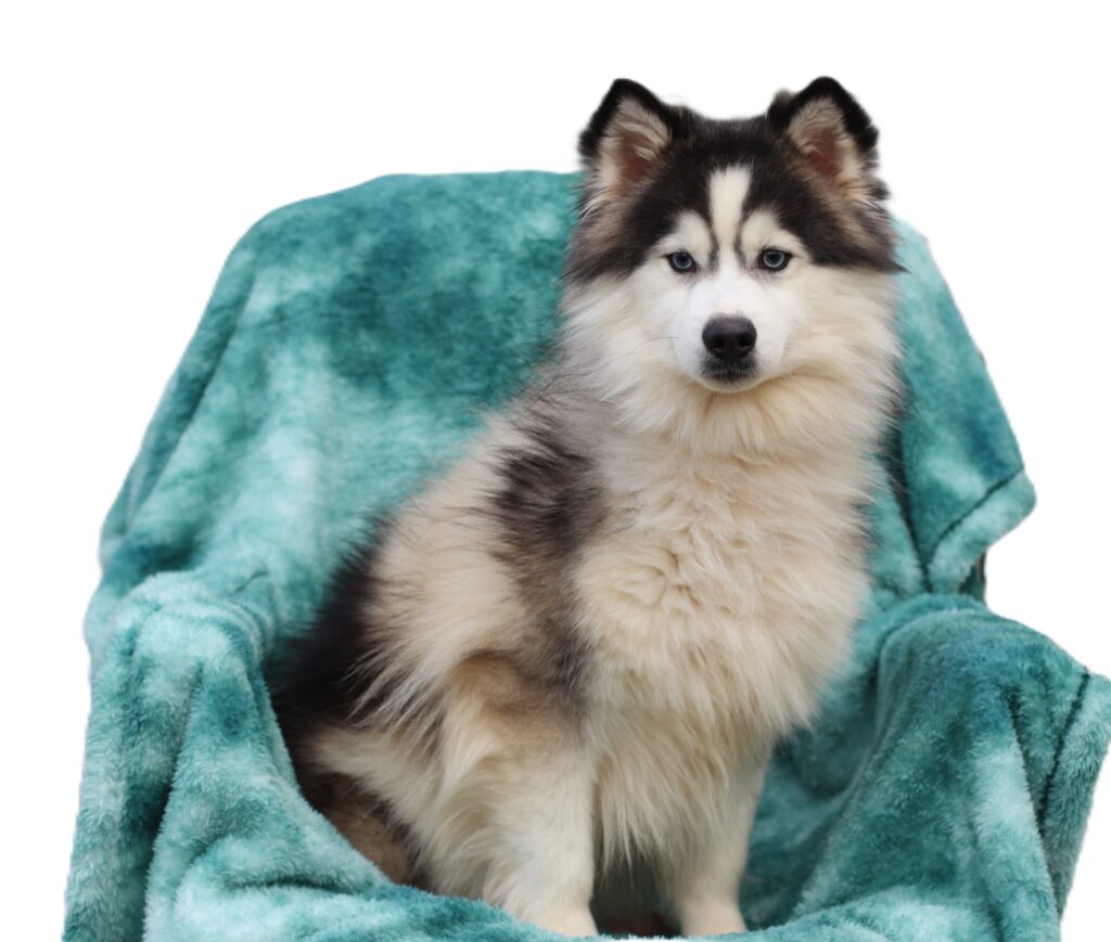 Tanner Pomsky male