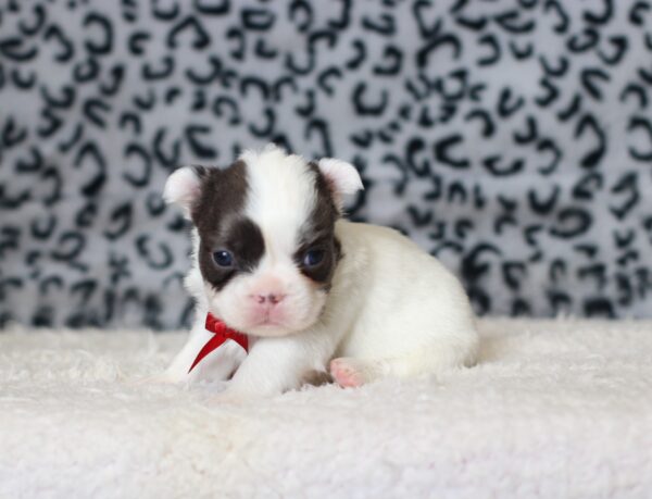 0400a-Gideon-Fluffy-French-Bulldog-The-Puppy-Lodge-scaled.jpg