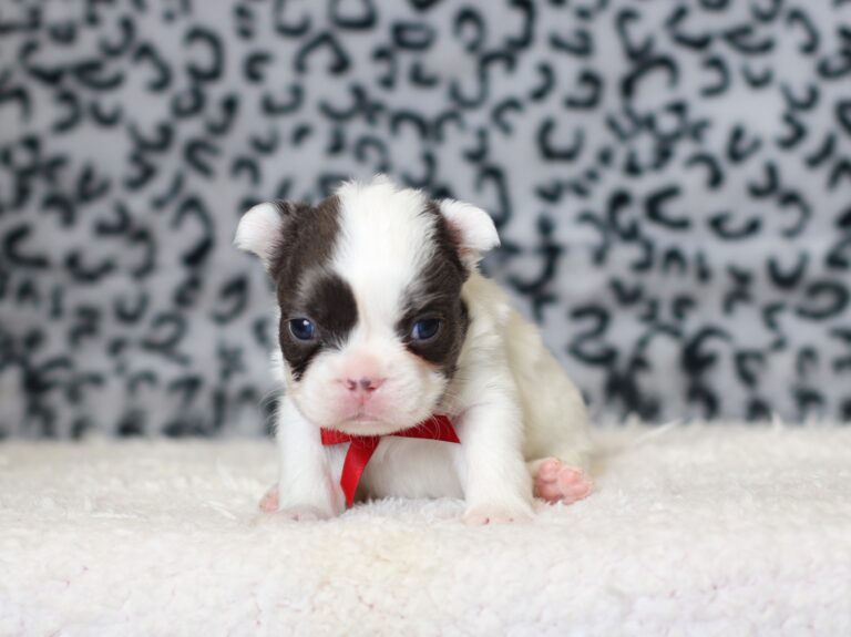 0400aa-Gideon-Fluffy-French-Bulldog-The-Puppy-Lodge-scaled.jpg