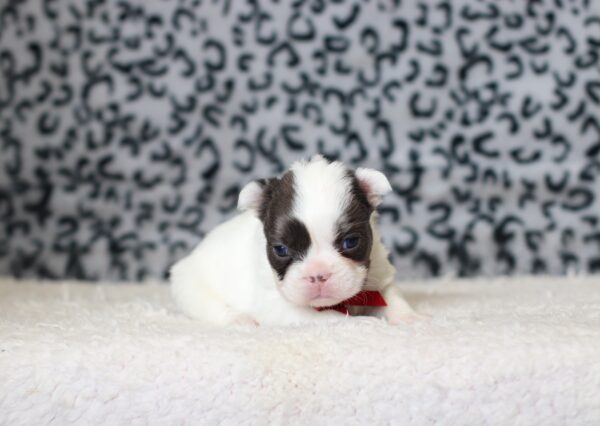 0400aaa Gideon Fluffy French Bulldog-The Puppy Lodge.JPG
