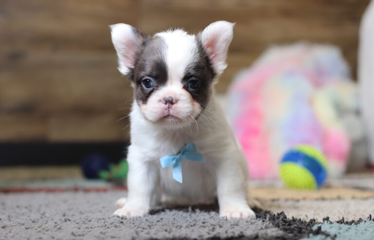 0400bGideon-Fluffy-French-Bulldog-The-Puppy-Lodge-scaled.jpg
