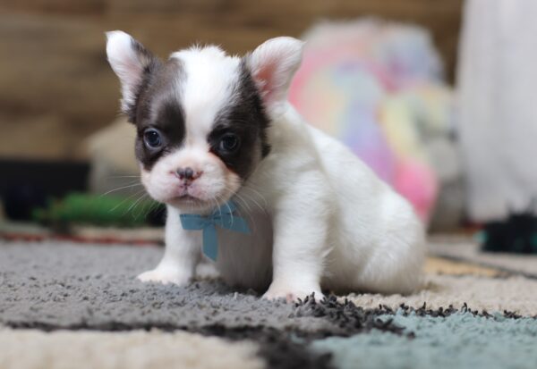 0400bbGideon-Fluffy-French-Bulldog-The-Puppy-Lodge-scaled.jpg