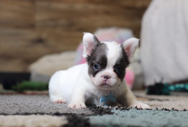 0400bbbGideon-Fluffy-French-Bulldog-The-Puppy-Lodge-scaled.jpg