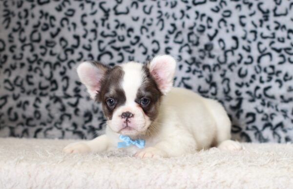 0400cGideon-Fluffy-French-Bulldog-The-Puppy-Lodge-scaled.jpg