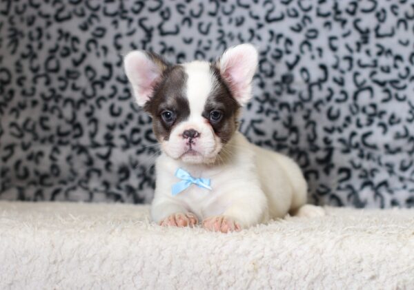 0400ccGideon-Fluffy-French-Bulldog-The-Puppy-Lodge-scaled.jpg